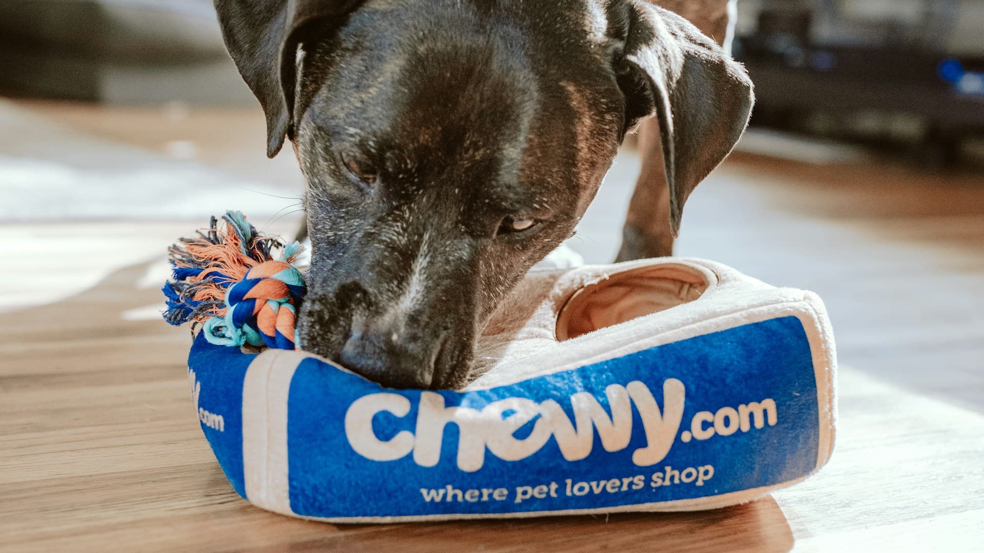 Hoteli za hišne ljubljenčke